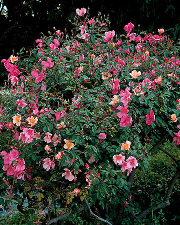 CHINENSIS MUTABILIS rosa antica chinensis cespuglio arbusto grande