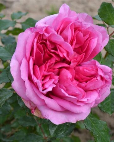 POMPADOUR® Delbard rosa cespuglio arbusto medio