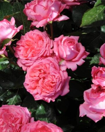 LA ROSE DE MOLINARD Delbard rosa cespuglio arbusto grande