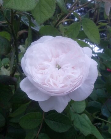 MADAME HARDY rosa antica damascena cespuglio arbusto medio