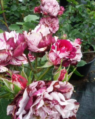 NEW IMAGINE Dorieux rosa cespuglio arbusto medio