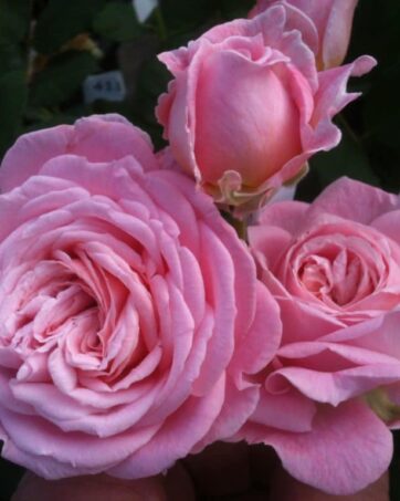 ROSENGRAFIN MARIE HENRIETTE Kordes rosa cespuglio arbusto medio