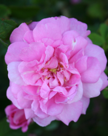 KAZANLIK / TRIGINTIPETALA rosa antica damascena cespuglio arbusto medio