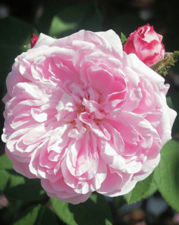 ROSA CENTIFOLIA/PROVINS ROSE rosa cespuglio arbusto grande
