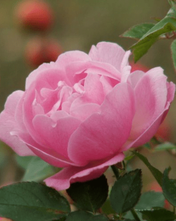 OLD BLUSH rosa antica chinensis cespuglio arbusto medio