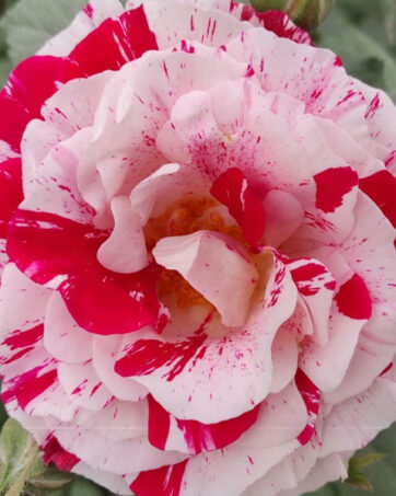 SCENTIMENTAL® Carruth rosa cespuglio arbusto medio