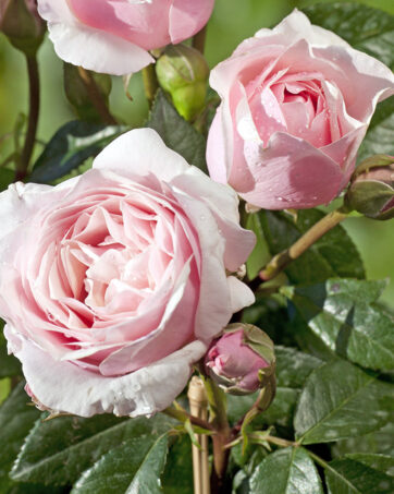 GILLES DE BRISSAC Dorieux rosa cespuglio arbusto medio