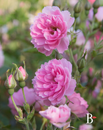 PINK GROOTENDORST rosa antica rugosa cespuglio arbusto medio