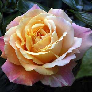MADAME MEILLAND rosa cespuglio arbusto medio – La Rosa del Borghetto