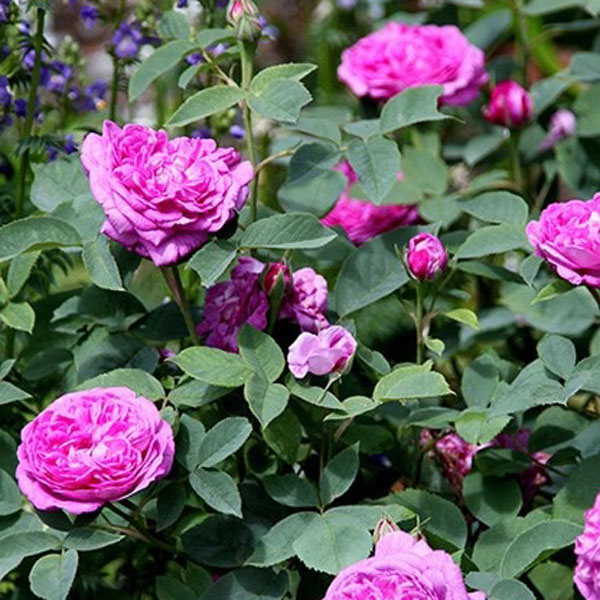 REINE DES VIOLETTES rosa antica ibrido perpetuo cespuglio arbusto medio –  La Rosa del Borghetto