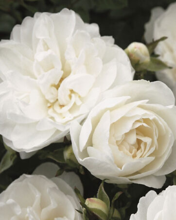 WHITE BABYFLOR® Tantau rosa cespuglio arbusto piccolo