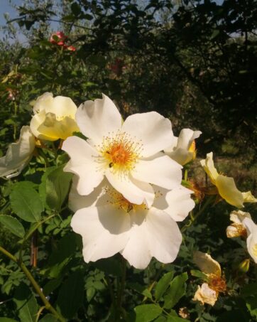 GOLDEN WINGS rosa antica rose botaniche o loro ibridi rosa cespuglio arbusto medio