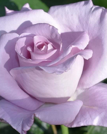 MAMY BLUE® Delbard rosa cespuglio arbusto medio