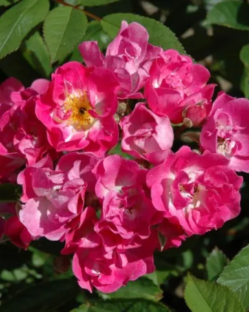 BELINDA rosa antica moschata cespuglio arbusto medio