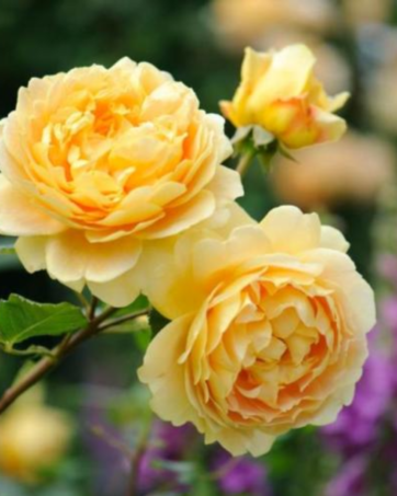 GOLDEN CELEBRATION®David Austin rosa cespuglio arbusto grande