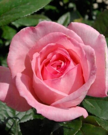 FRAGONARD Delbard rosa cespuglio arbusto medio