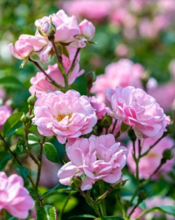 THE FAIRY rosa antica moschata cespuglio arbusto medio
