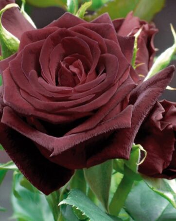 BLACK BACCARA® Meilland rosa cespuglio arbusto medio