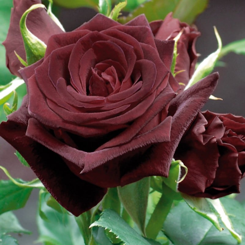 Rosa 'Black Baccara' - Wikipedia