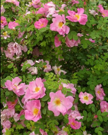 MARGUERITE HILLING rosa antica botanica o loro ibridi rosa cespuglio arbusto grande