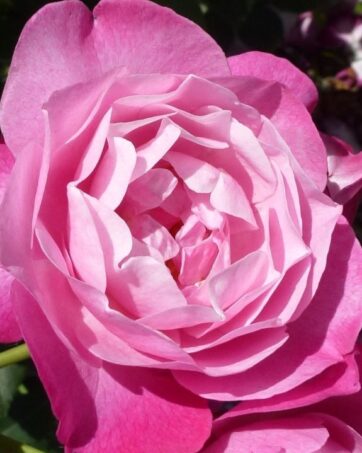 SOPHIE’S PERPETUAL rosa antica chinensis cespuglio arbusto medio