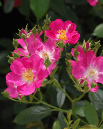 ROBIN HOOD rosa antica moschata cespuglio arbusto medio