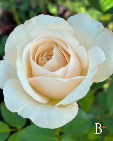 PRINCESSE ASTRID DE BELGIQUE Delbard rosa cespuglio arbusto medio
