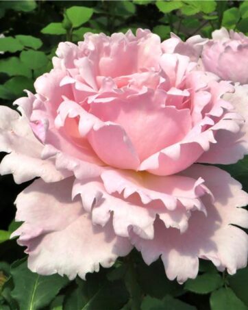 SOPHIE ROCHAS Delbard rosa cespuglio arbusto medio