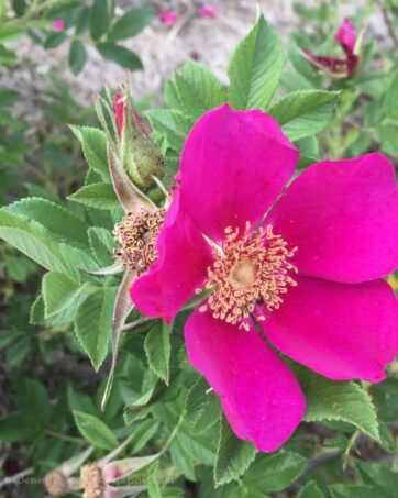 ANN ENDT rosa antica rugosa cespuglio arbusto medio