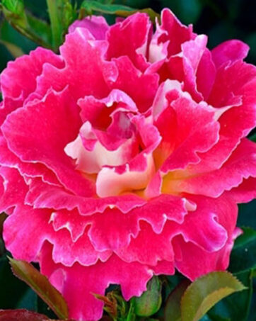 PINK LADY RUFFLES® rosa cespuglio arbusto medio