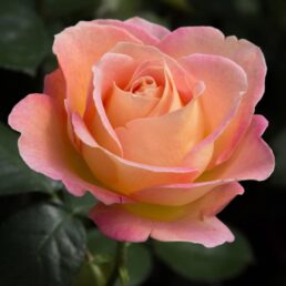 Pianta di rosa THE LADY GARDENER rosai rosaio rose giardino cespuglio siepe 
