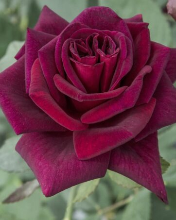 BLACK PERFUMELLA® Meilland rosa cespuglio arbusto medio