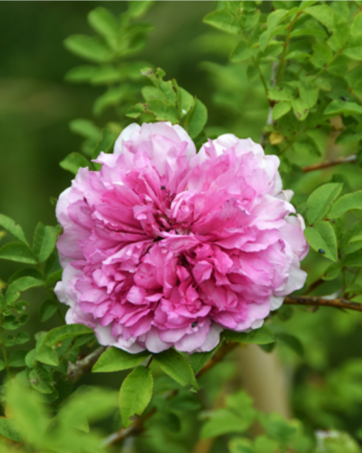 ROXBURGHII PLENA rosa antica botanica cespuglio arbusto grande