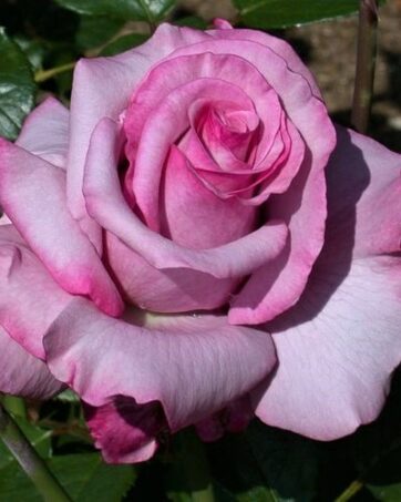 BARBRA STREISAND Carruth rosa cespuglio arbusto medio