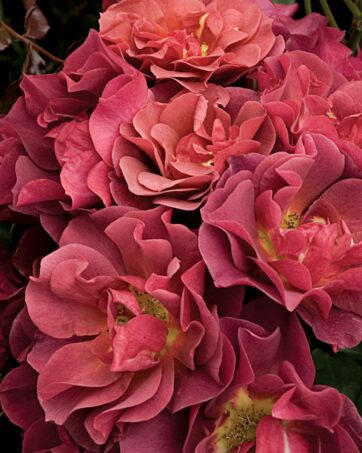 CINCO DE MAYO/CELEBRATION TIME Carruth rosa cespuglio arbusto medio