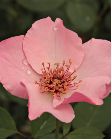 DAINTY BESS rosa cespuglio arbusto medio