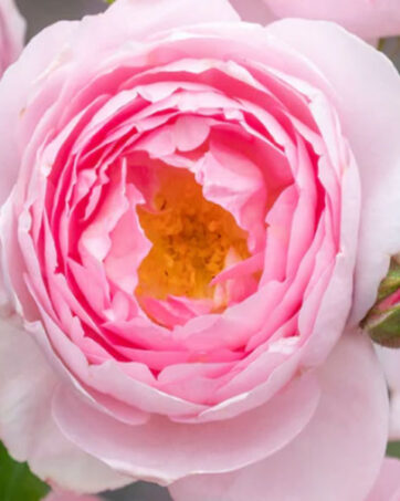 SCEPTER'D ISLE® Austin rosa cespuglio arbusto medio