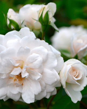 MARIE PAVIE'® Rosa antica polyantha cespuglio arbusto medio