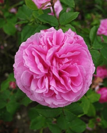 L'OUCHE rosa antica chinensis arbusto cespuglio medio