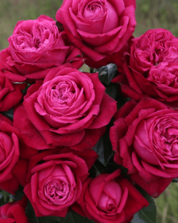 RUBY KISS® Kordes rosa cespuglio arbusto medio