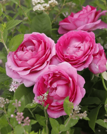 Fräulein Maria von Jever® Kordes rosa cespuglio arbusto medio