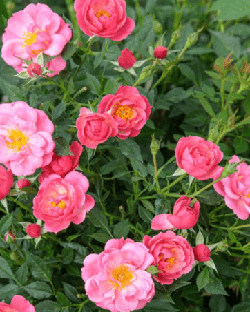 Jolie PROVENCE® Meilegase rosa cespuglio arbusto medio