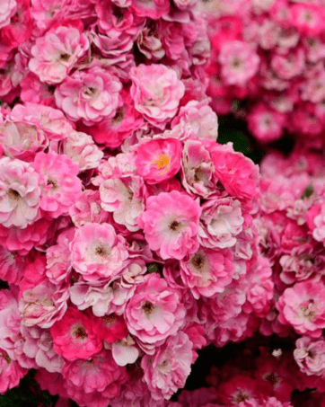 Degenhard® (De Ruiter, NL 1954) Novaspina rosa cespuglio arbusto piccolo