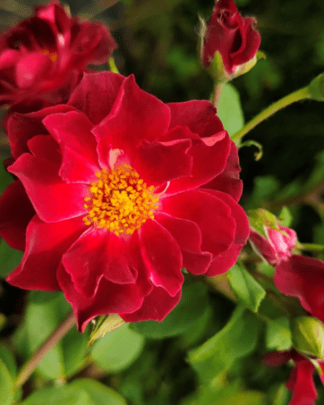 Cardinal Hume® Harkness rosa cespuglio arbusto grande