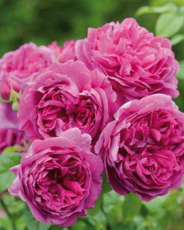 Young Lycidas® Austin rosa cespuglio arbusto medio