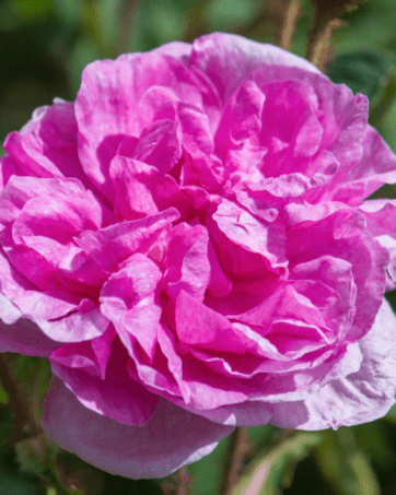René d'Anjou® Robert & Moreau 1853 rosa antica cespuglio arbusto medio