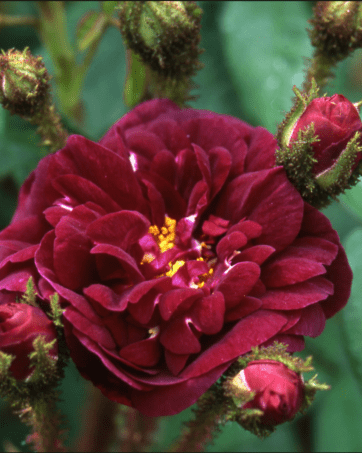 Nuits de Young® Laffay 1845 rosa cespuglio arbusto medio