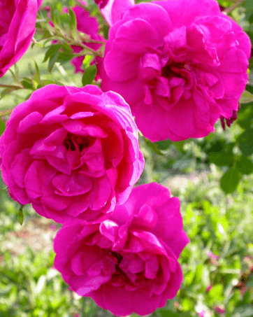 Cerise Bouquet Tantau 1937 rosa antica cespuglio arbusto medio