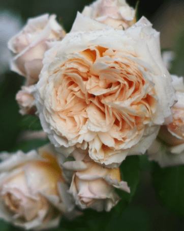 Charles de Nervaux® Guillot-Massad rosa cespuglio arbusto medio
