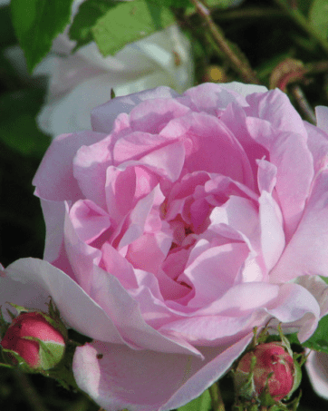 Duchesse d'Angouleme® Vibert 1821 rosa antica cespuglio arbusto medio